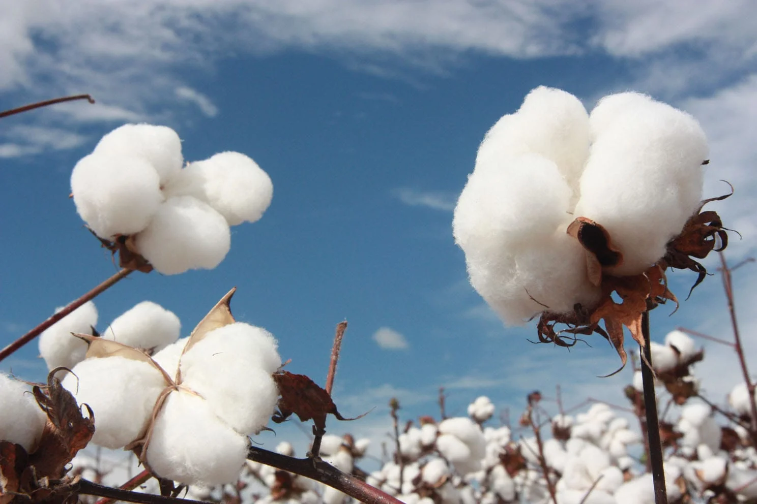 Custo da produção de algodão em Mato Grosso tem queda, aponta CPA