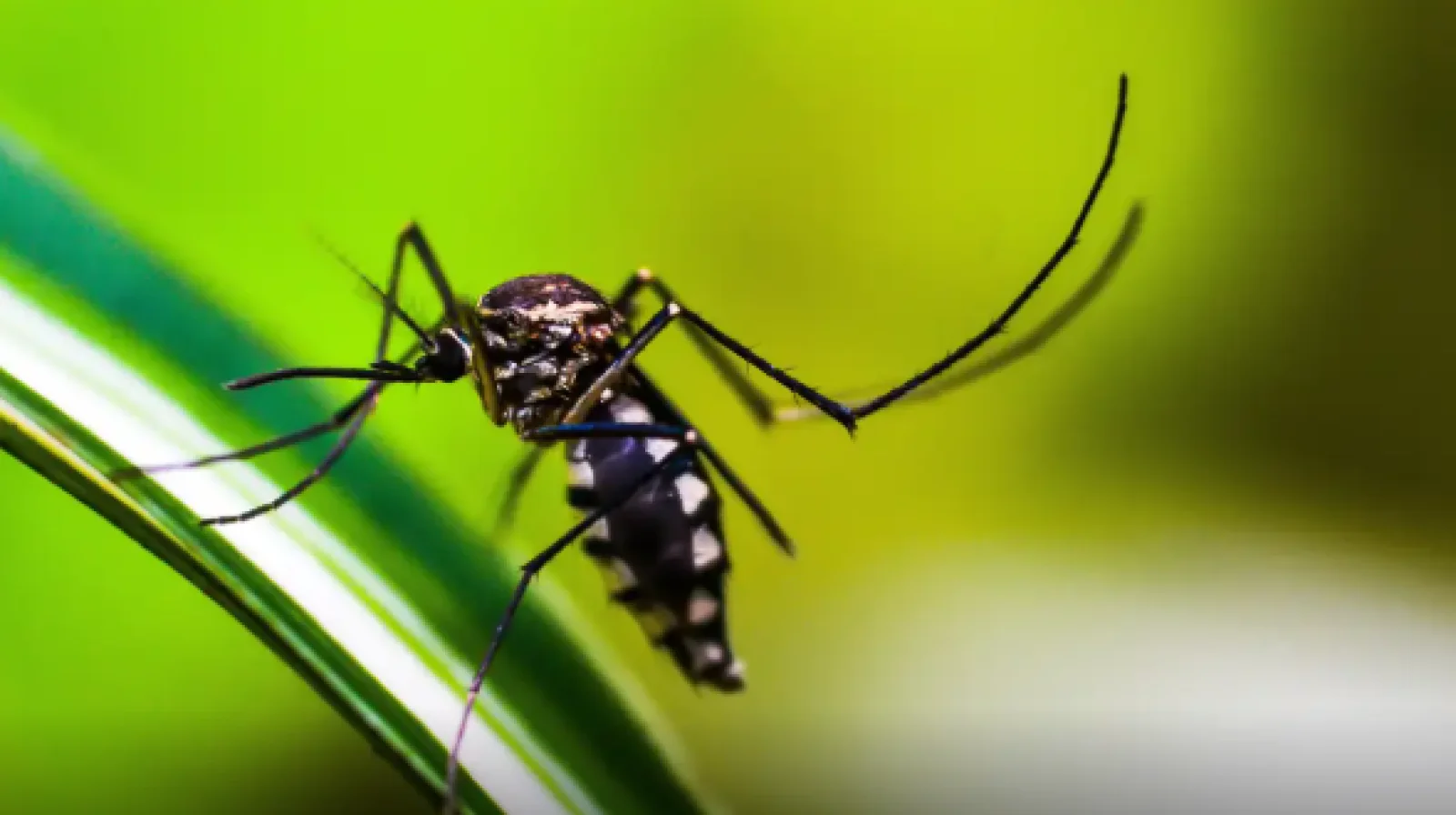 Secretaria de Estado de Saúde divulga dados de monitoramento de infecções transmitidas pelo mosquito Aedes Aegypti