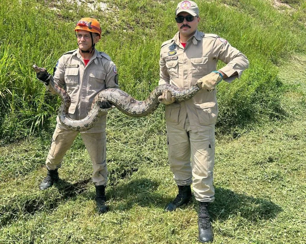 Corpo de Bombeiros resgata jiboia de cerca de 4 metros e cão pitbull