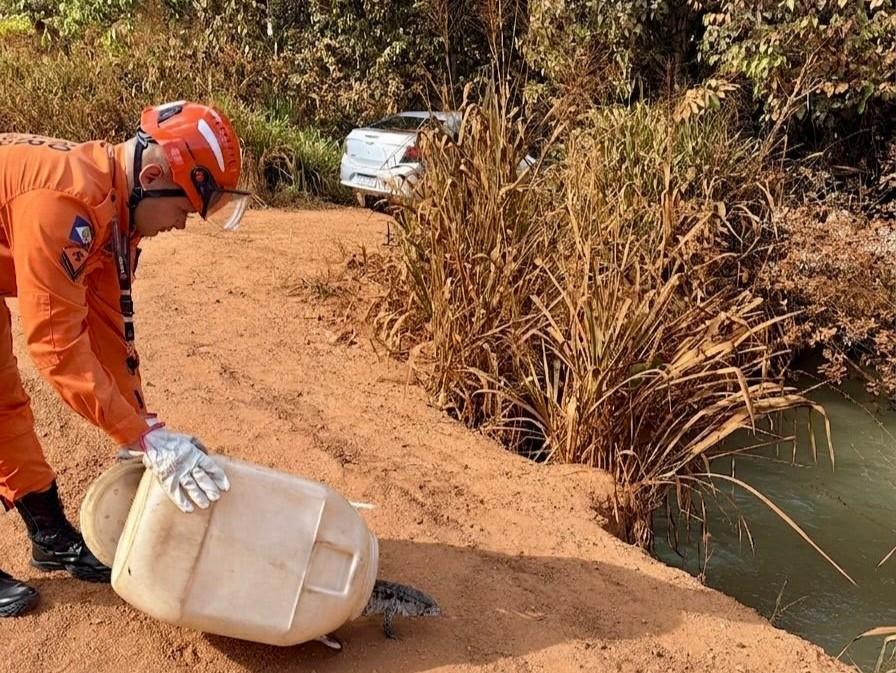 Bombeiros resgatam lagarto teiú em Campo Verde