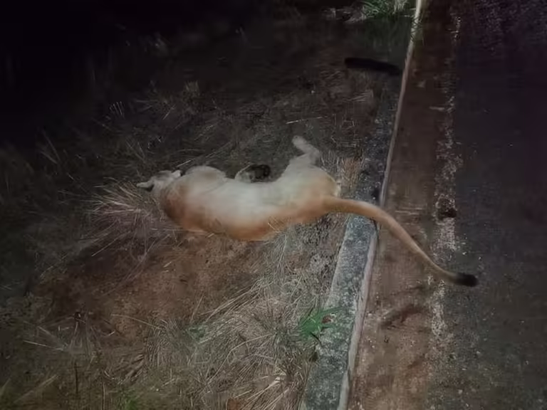 Onça-parda é resgatada ferida às margens da MT-251 e transferida para receber tratamento em GO